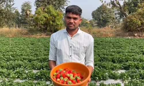 Gujarat: डांग के किसान पारंपरिक से आधुनिक खेती की ओर बढ़े Gujarat: डांग के किसान पारंपरिक से आधुनिक खेती की ओर बढ़े