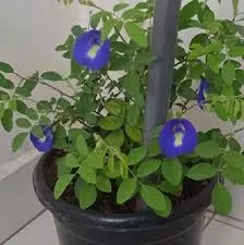 Aparajita Plant: घर में अपराजिता की मौजूदगी बदल देगी किस्मत Aparajita Plant: घर में अपराजिता की मौजूदगी बदल देगी किस्मत