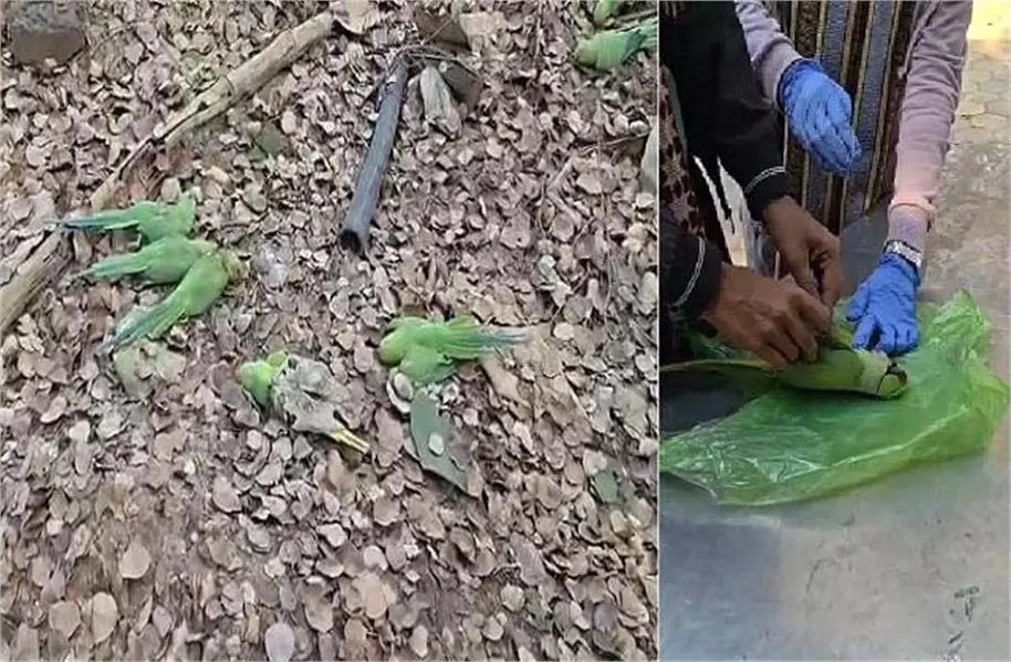 MP News: नर्मदा नदी का किनारा तोतों के लिए बना कब्रगाह, जांच में चौंकाने वाला खुलासा MP News: नर्मदा नदी का किनारा तोतों के लिए बना कब्रगाह, जांच में चौंकाने वाला खुलासा