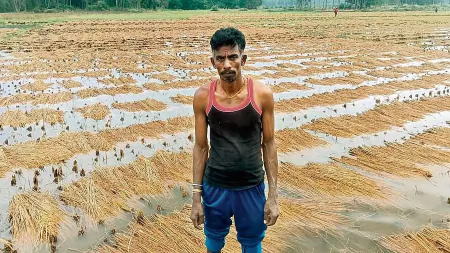 Karnataka के मालवल्ली तालुक में भारी बेमौसम बारिश से धान की फसल बर्बाद हो गई Karnataka के मालवल्ली तालुक में भारी बेमौसम बारिश से धान की फसल बर्बाद हो गई