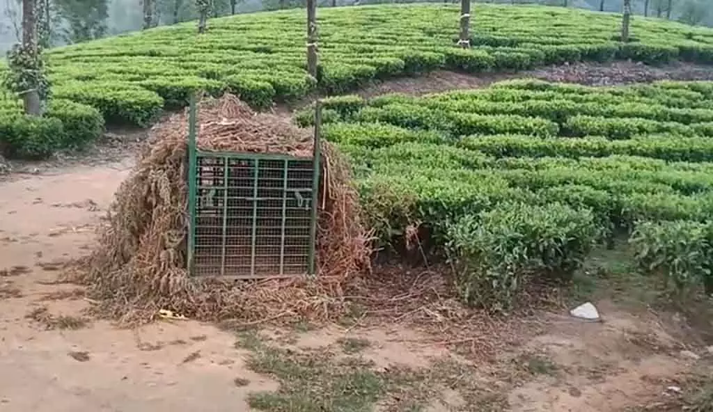 Valparai : वन विभाग उस तेंदुए को पकड़ने के लिए कड़ी मेहनत कर रहा है जिसने लड़के को मार डाला Valparai : वन विभाग उस तेंदुए को पकड़ने के लिए कड़ी मेहनत कर रहा है जिसने लड़के को मार डाला