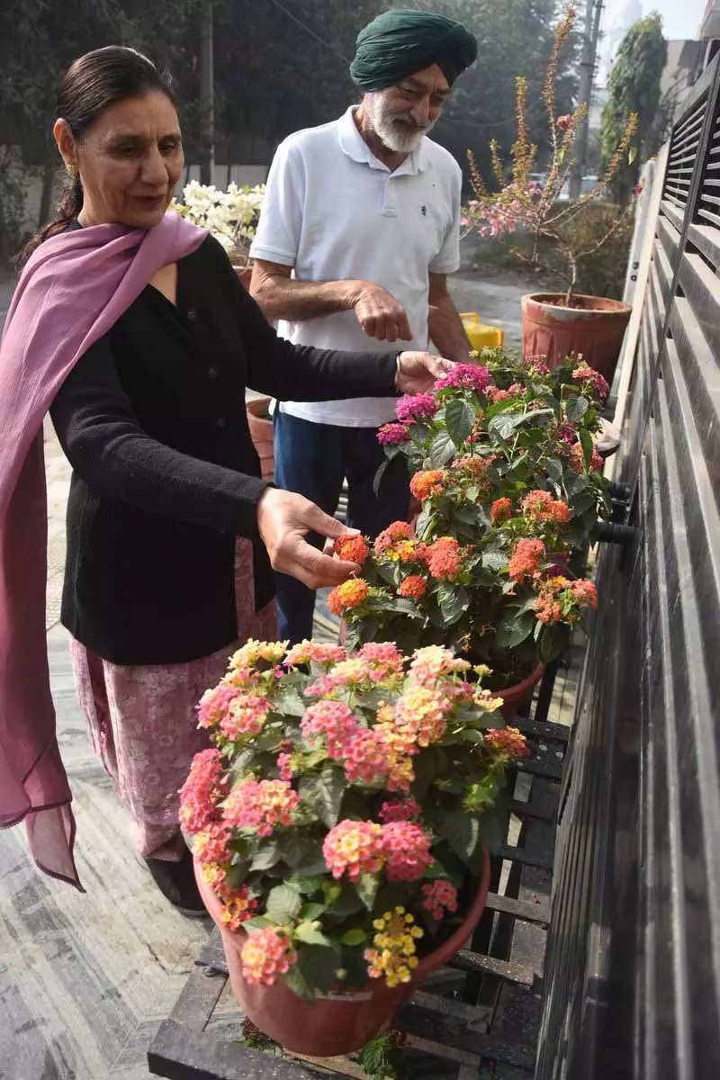 पूरी तरह खिले हुए, रिटायर्ड PAU प्रोफेसर का फूलों के लिए जीवन भर का प्यार पूरी तरह खिले हुए, रिटायर्ड PAU प्रोफेसर का फूलों के लिए जीवन भर का प्यार