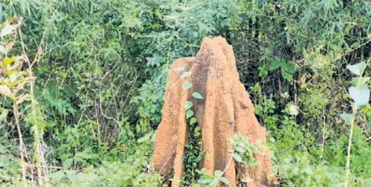 दीमक के टीलों का गायब होना Daringbadi के लिए चिंता की बात दीमक के टीलों का गायब होना Daringbadi के लिए चिंता की बात