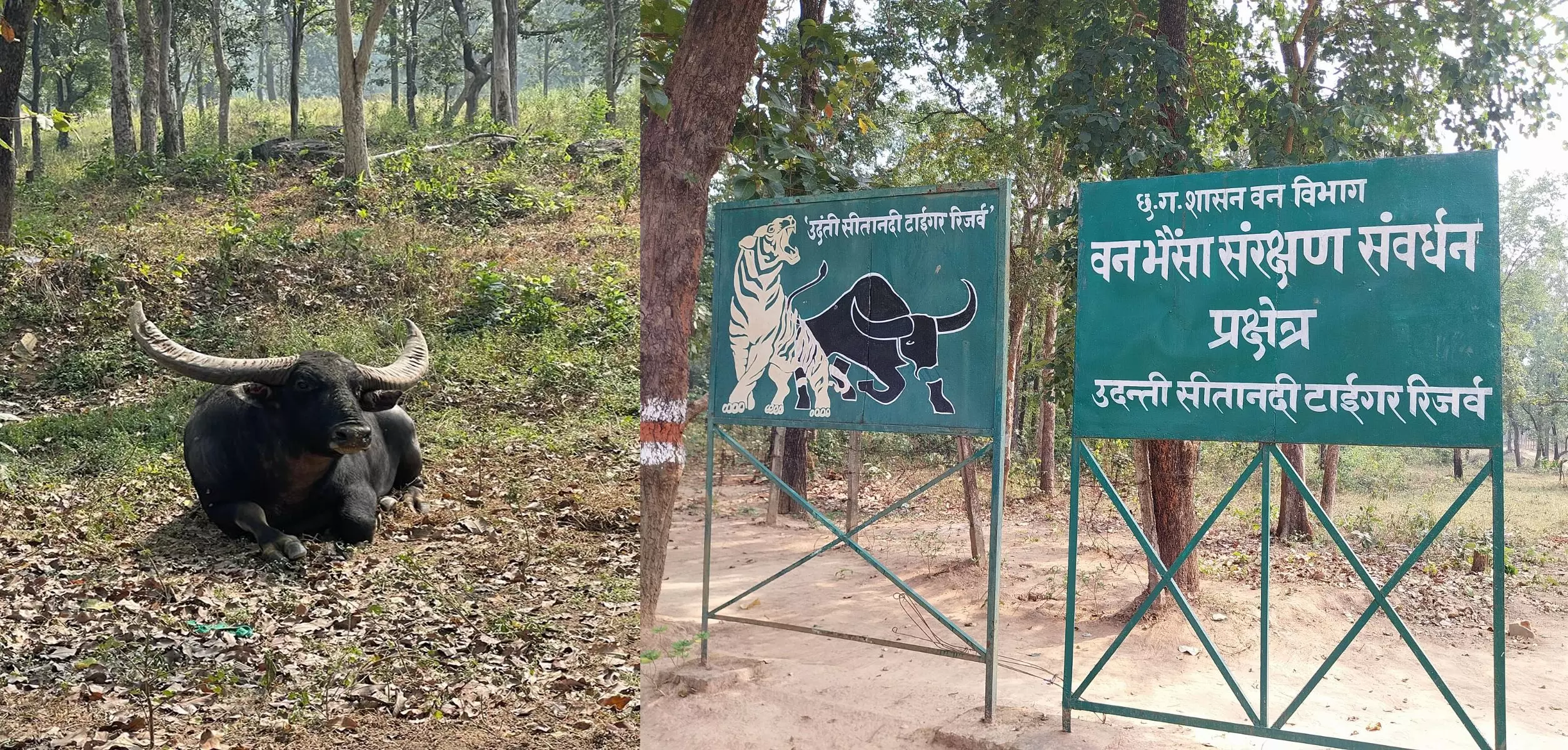 नकली वन भैंसा! वन विभाग ने सरकार और छत्तीसगढ़ की भोली-भाली जनता को बनाया बेवकूफ नकली वन भैंसा! वन विभाग ने सरकार और छत्तीसगढ़ की भोली-भाली जनता को बनाया बेवकूफ