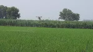 Pantnagar: फसलों की पैदावार प्रभावित होने की संभावना बढ़ी Pantnagar: फसलों की पैदावार प्रभावित होने की संभावना बढ़ी