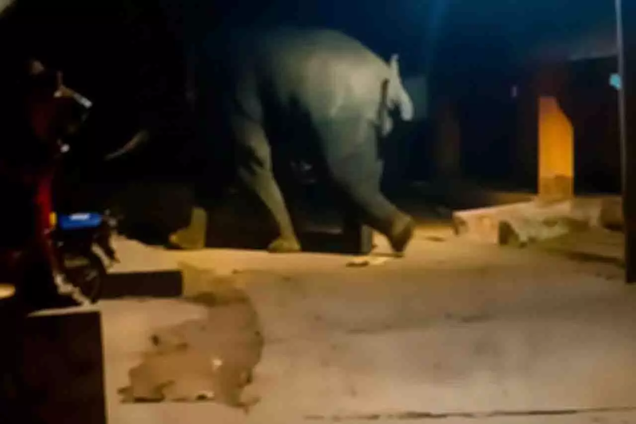 झुंड से अलग होकर एक हाथी Odisha के गांव में घुस गया झुंड से अलग होकर एक हाथी Odisha के गांव में घुस गया