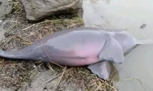 Kanpur: गंगा के किनारे मिली 10 फीट लंबी डॉल्फिन, इलाके में हड़कंप Kanpur: गंगा के किनारे मिली 10 फीट लंबी डॉल्फिन, इलाके में हड़कंप
