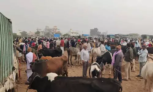 गोरक्षा के नाम पर किसानों को परेशानी का आरोप: मवेशियों के व्यापार पर असर गोरक्षा के नाम पर किसानों को परेशानी का आरोप: मवेशियों के व्यापार पर असर