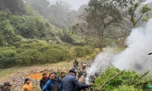 Tripura में सुरक्षा बलों ने 108 करोड़ रुपये के गांजे के पौधे नष्ट किए