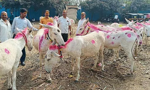 Pune : जेजुरी के पारंपरिक बाजार में काठियावाड़ी गधे को ₹1.5 लाख में बेचा गया