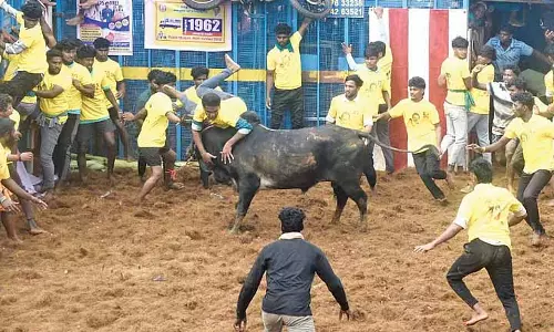 Tamil Nadu: थाचानकुरिची में पहला वादिवासल खुला Tamil Nadu: थाचानकुरिची में पहला वादिवासल खुला