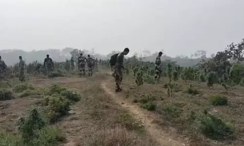 सुरक्षाबलों ने 108 करोड़ रुपए के गांजे के पौधे किए नष्ट सुरक्षाबलों ने 108 करोड़ रुपए के गांजे के पौधे किए नष्ट