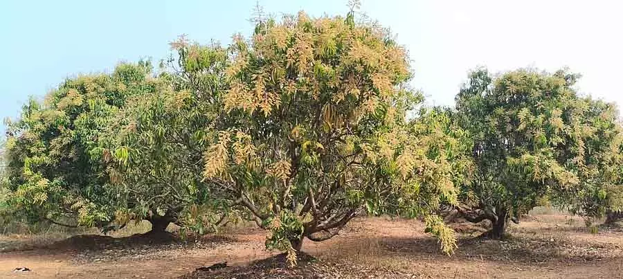 आम के पेड़ पूरी तरह खिले हुए हैं: अच्छी पैदावार की उम्मीद है आम के पेड़ पूरी तरह खिले हुए हैं: अच्छी पैदावार की उम्मीद है