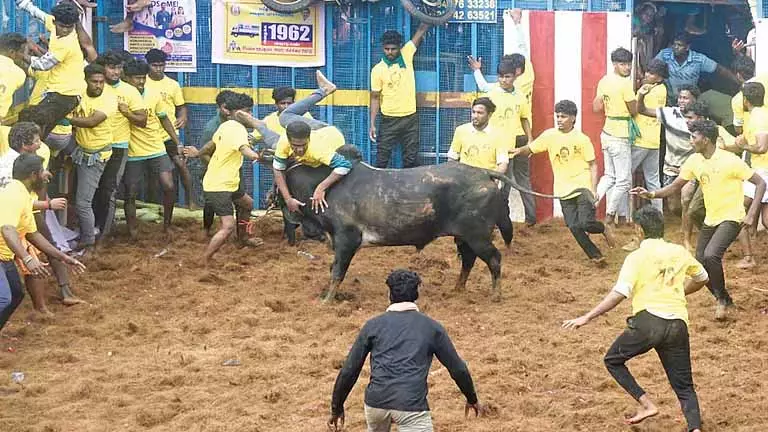 Tamil Nadu: थाचानकुरिची में पहला वादिवासल खुला Tamil Nadu: थाचानकुरिची में पहला वादिवासल खुला