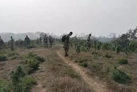 सुरक्षाबलों ने 108 करोड़ रुपए के गांजे के पौधे किए नष्ट सुरक्षाबलों ने 108 करोड़ रुपए के गांजे के पौधे किए नष्ट