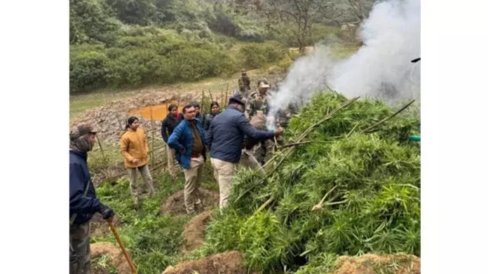 Tripura: सुरक्षा बलों ने त्रिपुरा में 108 करोड़ रुपये के गांजे के पौधे नष्ट किए