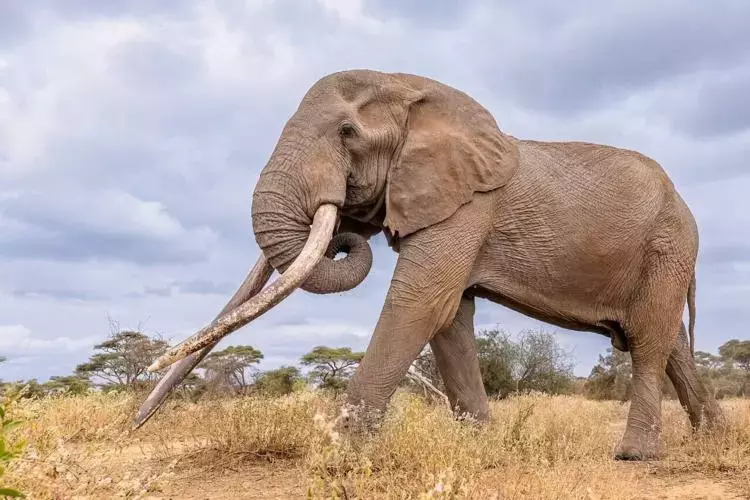 Kenya में संरक्षणवादियों ने प्यारे सुपर टस्कर हाथी क्रेग को श्रद्धांजलि दी Kenya में संरक्षणवादियों ने प्यारे सुपर टस्कर हाथी क्रेग को श्रद्धांजलि दी