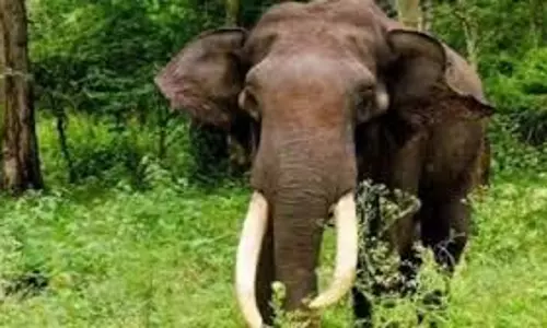 Jharkhand:जंगली हाथी के हमले से 47 वर्षीय महिला की दर्दनाक मौत