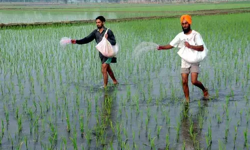 भारत ने चीन को पीछे छोड़ा, दुनिया का सबसे बड़ा चावल उत्पादक बना