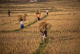 Agri dept योजनाओं को बेहतर तरीके से करने के लिए 2 करोड़ किसानों को डिजिटल आईडी देगा