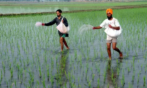 India ने चीन को पीछे छोड़ा, दुनिया का सबसे बड़ा चावल उत्पादक बना