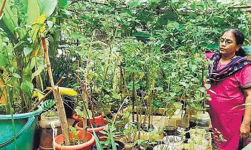 छोटी जगह में फल और सब्ज़ियाँ कैसे उगाएँ? GKVK से ट्रेनिंग छोटी जगह में फल और सब्ज़ियाँ कैसे उगाएँ? GKVK से ट्रेनिंग