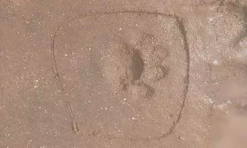 Tiger सर्वेक्षण: पैरों के निशान इकट्ठा करना आज से शुरू Tiger सर्वेक्षण: पैरों के निशान इकट्ठा करना आज से शुरू