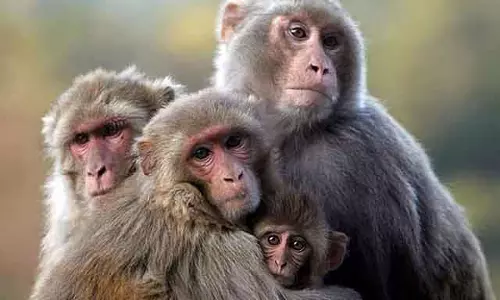 Devarayanadurga वन क्षेत्र में 11 बंदरों की मौत; जहरीला खाना खाने का शक