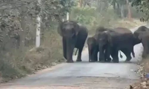 Anekal : जंगल में लौटने से मना कर रहे जंगली हाथियों का झुंड जो एक हफ़्ते से डेरा डाले हुए है Anekal : जंगल में लौटने से मना कर रहे जंगली हाथियों का झुंड जो एक हफ़्ते से डेरा डाले हुए है