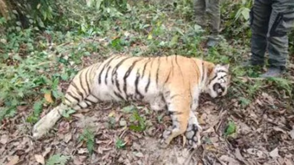 Assam : काजीरंगा नेशनल पार्क में मादा बाघ मृत मिली Assam : काजीरंगा नेशनल पार्क में मादा बाघ मृत मिली