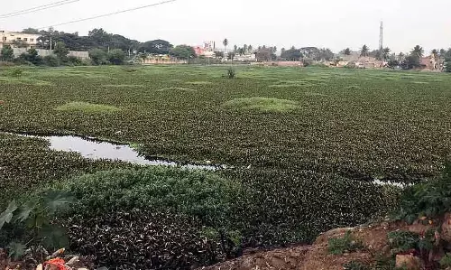 Channapatnam : शेट्टीहल्ली झील के जीर्णोद्धार का काम चल रहा है Channapatnam : शेट्टीहल्ली झील के जीर्णोद्धार का काम चल रहा है