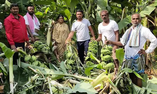 Kanakapura : जंगली हाथी के हमले से केले का बागान नष्ट हो गया