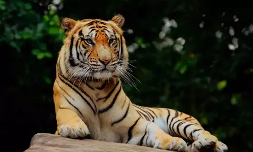 Odisha के मंत्री ने कहा कि देबरीगढ़ वाइल्डलाइफ सैंक्चुअरी में दो नए टाइगर आएंगे Odisha के मंत्री ने कहा कि देबरीगढ़ वाइल्डलाइफ सैंक्चुअरी में दो नए टाइगर आएंगे