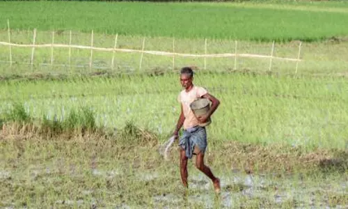 न्यूट्रिएंट-बेस्ड सब्सिडी बढ़ने से रबी उर्वरक बिल भारी