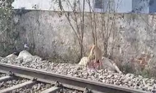 Farrukhabad: ट्रेन हादसे में सात गोवंश मरे, गौरक्षा दल ने की निंदा Farrukhabad: ट्रेन हादसे में सात गोवंश मरे, गौरक्षा दल ने की निंदा