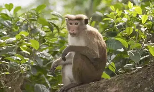 China में बंदरों की भारी मांग, हर एक की कीमत 20-25 लाख रुपये