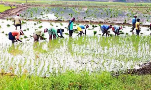 Kerala : अंतरराज्यीय मज़दूर खेती में सबसे आगे हैं