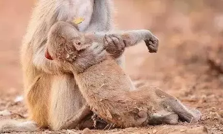 Karnataka  के वन क्षेत्र में 11 बंदर मृत पाए गए