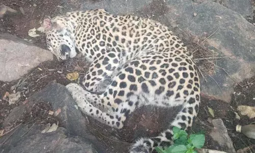 Maharashtra के नासिक में तेंदुए ने किसान पर हमला किया, कुएं में गिरने से दोनों की मौत Maharashtra के नासिक में तेंदुए ने किसान पर हमला किया, कुएं में गिरने से दोनों की मौत