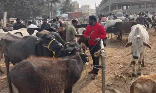तेजी से बढ़ते Thukkuguda में साप्ताहिक पशु बाजार फल-फूल रहा है तेजी से बढ़ते Thukkuguda में साप्ताहिक पशु बाजार फल-फूल रहा है