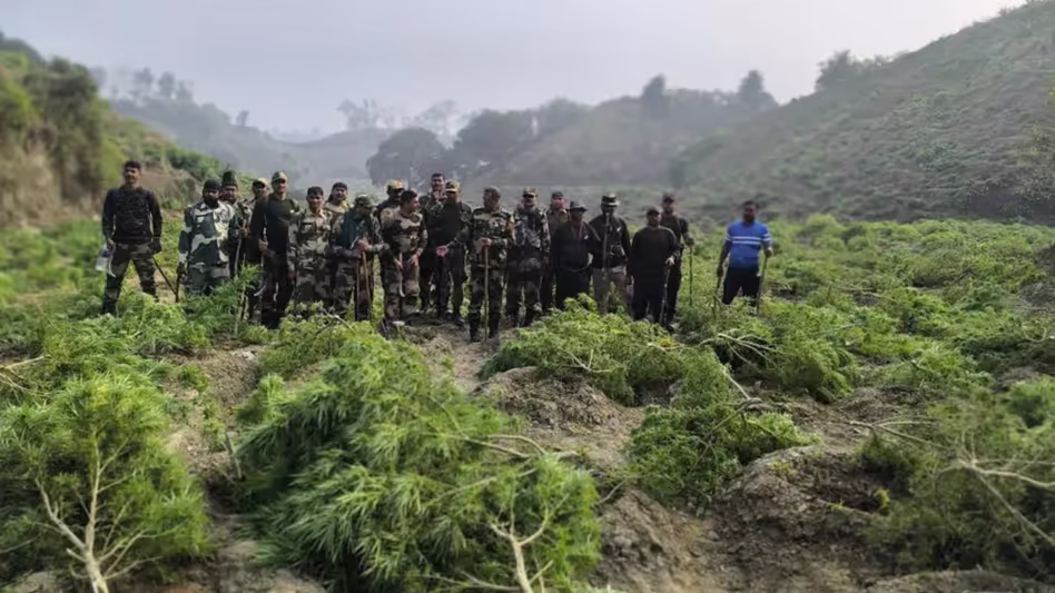 Tripura में 100 करोड़ रुपये कीमत के 19 लाख गांजा के पौधे नष्ट किए गए