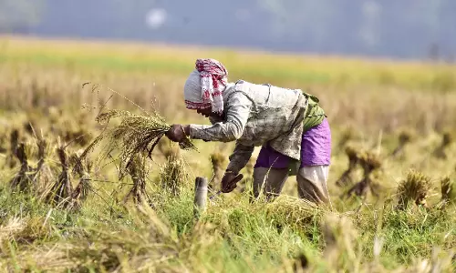 भारत चीन को पीछे छोड़कर दुनिया का सबसे बड़ा चावल उत्पादक बन गया