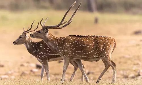 Purulia के जंगलों में हिरण और भालू लौटे, वन विभाग खुश Purulia के जंगलों में हिरण और भालू लौटे, वन विभाग खुश