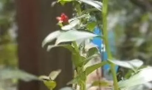डायबिटीज से हैं परेशान तो घर पर जरूर लगाएं इंसुलिन प्लांट