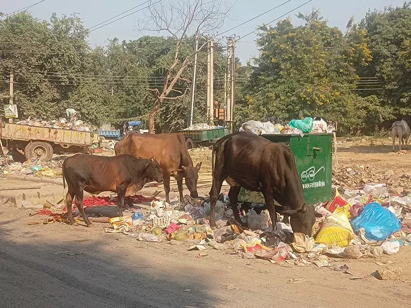 Gurugram इस साल ठोस कचरे की समस्या से बाहर निकल जाएगा विपुल गोयल Gurugram इस साल ठोस कचरे की समस्या से बाहर निकल जाएगा विपुल गोयल