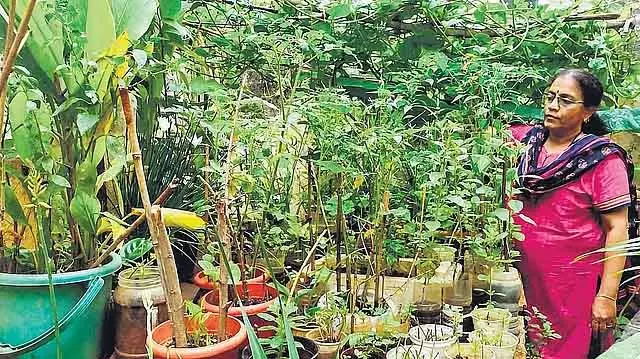 छोटी जगह में फल और सब्ज़ियाँ कैसे उगाएँ? GKVK से ट्रेनिंग छोटी जगह में फल और सब्ज़ियाँ कैसे उगाएँ? GKVK से ट्रेनिंग