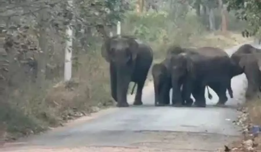 Anekal : जंगल में लौटने से मना कर रहे जंगली हाथियों का झुंड जो एक हफ़्ते से डेरा डाले हुए है Anekal : जंगल में लौटने से मना कर रहे जंगली हाथियों का झुंड जो एक हफ़्ते से डेरा डाले हुए है