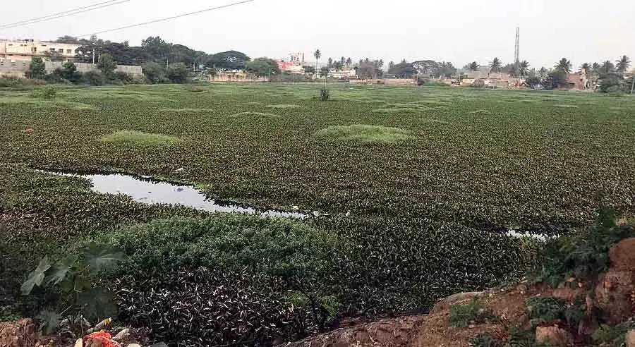 Channapatnam : शेट्टीहल्ली झील के जीर्णोद्धार का काम चल रहा है Channapatnam : शेट्टीहल्ली झील के जीर्णोद्धार का काम चल रहा है