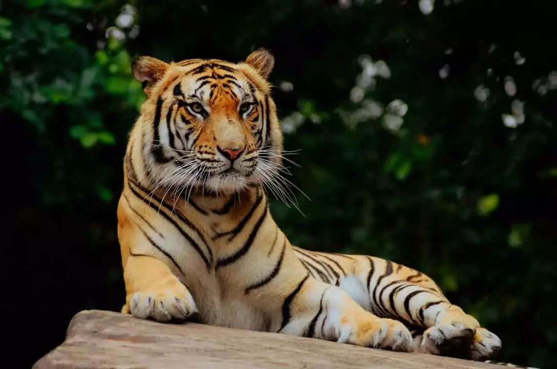 Odisha के मंत्री ने कहा कि देबरीगढ़ वाइल्डलाइफ सैंक्चुअरी में दो नए टाइगर आएंगे Odisha के मंत्री ने कहा कि देबरीगढ़ वाइल्डलाइफ सैंक्चुअरी में दो नए टाइगर आएंगे
