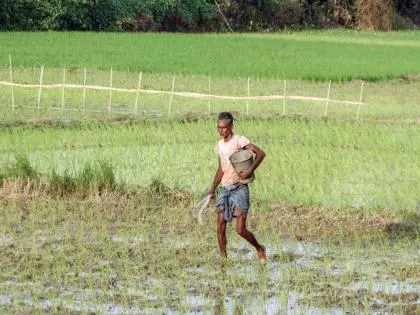 न्यूट्रिएंट-बेस्ड सब्सिडी बढ़ने से रबी उर्वरक बिल भारी न्यूट्रिएंट-बेस्ड सब्सिडी बढ़ने से रबी उर्वरक बिल भारी